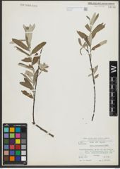 Foto von Salix salviifolia Brot.